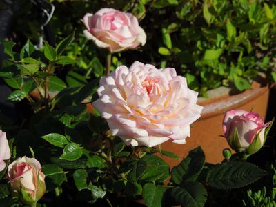 Rosen im Topf - die Lubera® Kulturanleitung für Topfrosen