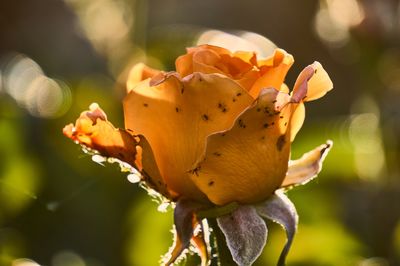 Rosen Schdlinge erkennen und richtig bekmpfen