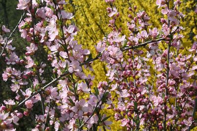 Frühblüher pflanzen, pflegen und schneiden - die Lubera® Anleitung für Frühblüher