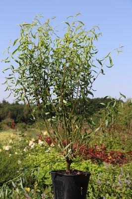 Korkenzier-Weide Tortuosa (Salix matsudana)