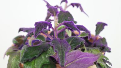 Samtpflanze &ndash; Gynura Purple Passion Pflege &ndash; Anleitung