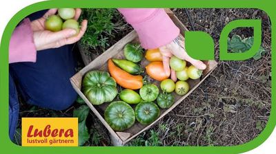 Video: Tomaten nachreifen - 5 Methoden, um grüne Tomaten nachreifen zu lassen