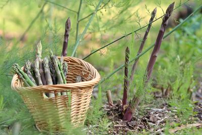 Spargel anbauen: Alles zu Bleichspargel, Purpur- und Grünspargel im Garten
