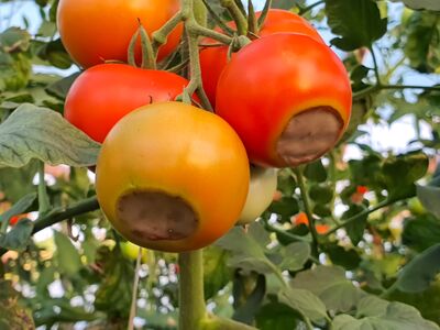 Blütenendfäule bei Tomaten: Ursachen, Vorbeugung und Soforthilfe