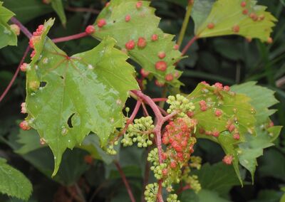 Reblaus erkennen und handeln: So schützt du deine Weinpflanzen