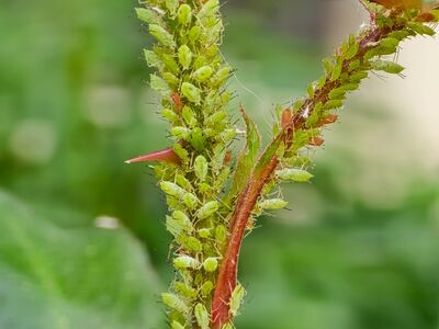 Blattläuse im Garten: Die besten Tipps für naturnahen Pflanzenschutz