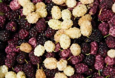 Deshalb sind Maulbeeren gesund: eine uralte Heilpflanze neu entdeckt