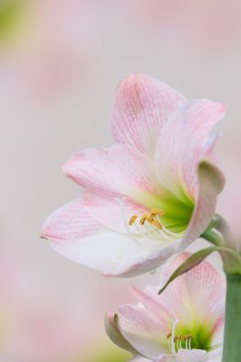 Verblhte Amaryllis &#8211; Was macht man mit dem Ritterstern?