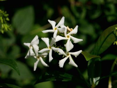Trachelospermum jasminoides - der Sternjasmin