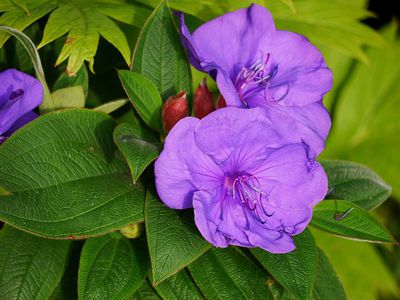 Die Tibouchina pflegen