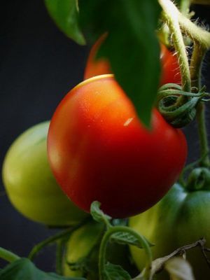 Solanum lycopersicum - Tomaten im mediterranen Garten