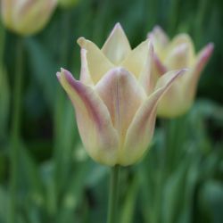Lilienblütige Tulpe 'Elegant Lady'