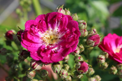 Über die Vielfalt bei Kletterrosen - und zwei Rosengruppen