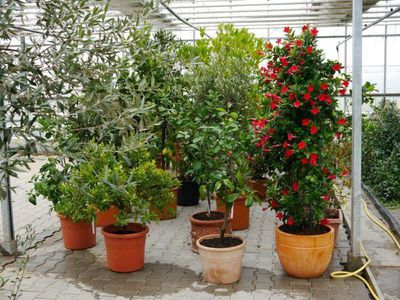 Mediterrane Pflanzen überwintern Balkonpflanzen Lubera