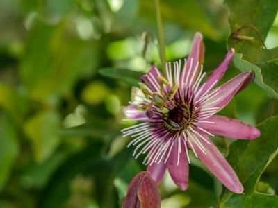 Die Passionsblume überwintern - so kommt Passiflora durch die kalte Jahreszeit