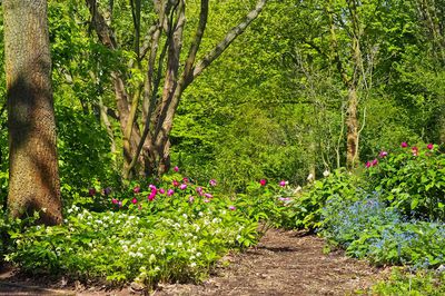 Waldgarten anlegen: 4 Grundprinzipien und 4 zu vermeidende Fehler