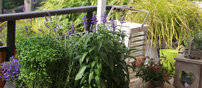 Winterharte Balkonpflanzen &ndash; eine umfangreiche Liste