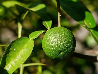 Die Yuzu Pflanze - ein winterharter Zitronenbaum für fast jeden Garten