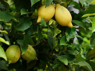 Den Zitronenbaum düngen und richtig pflegen - weniger ist mehr