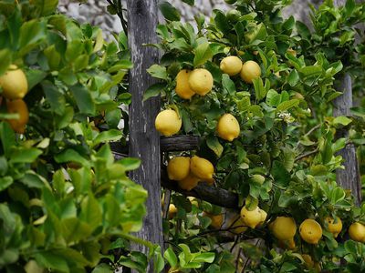 Zitronensorten - die groe Vielfalt der gelben Vitaminbomben