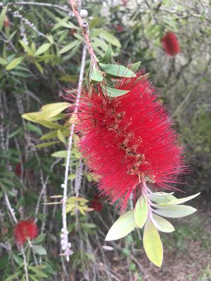 Zylinderputzer Callistemon laevis Zylinderputzer Callistemon laevis