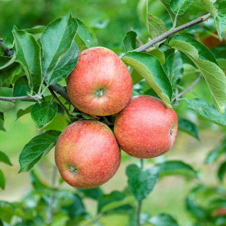 Apfel Jonagold