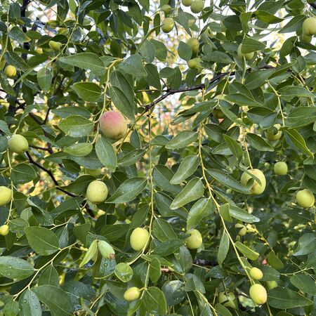 Jujube 'Coco' (Chinesische Dattel)