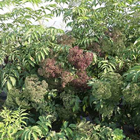 Gartenholunder HowunderÂ® 'Ranch'