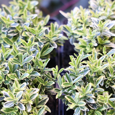 Euonymus japonicus 'Microphyllus Aureovariegatus' (6er Set)