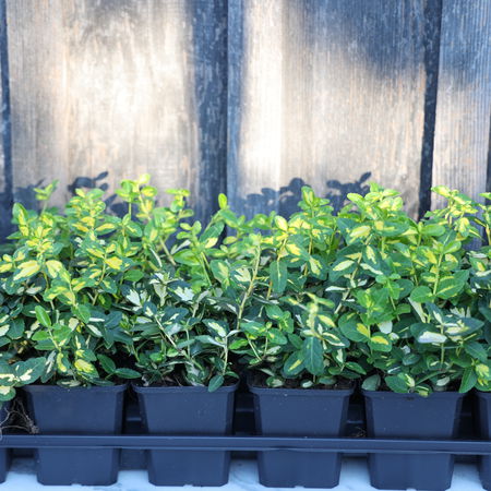 Euonymus fortunei 'Sunspot' (6er Set)