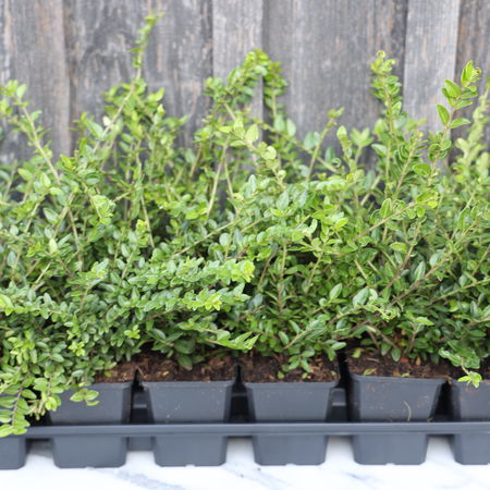 Lonicera nitida 'Moss Green' (6er Set)
