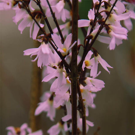 Rosenforsythie 'Roseum'