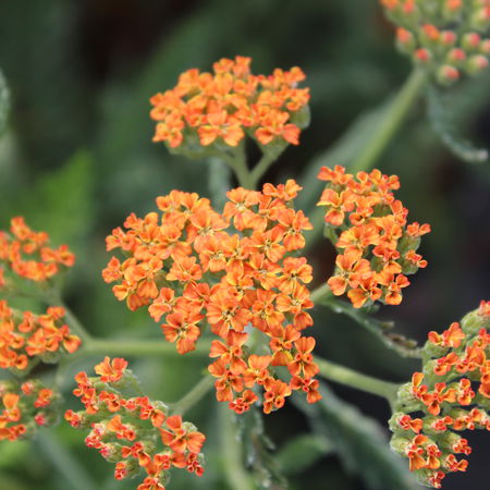 Achillea millefolium 'Terracotta'