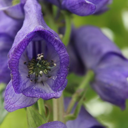 Aconitum carmichaelii 'Arendsii' (veg)