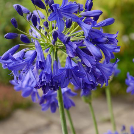 Agapanthus 'Flower of Love'