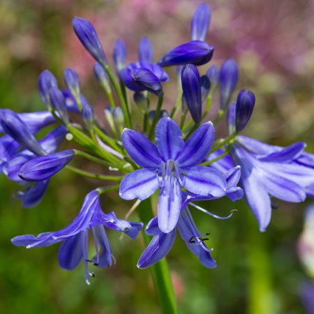 Agapanthus 'Lapis Lazuli'