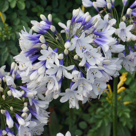 Agapanthus 'Twister'