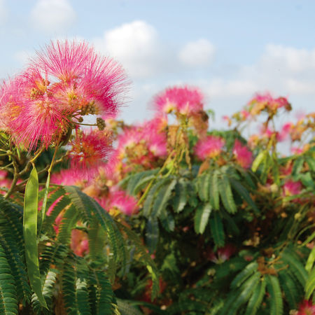 Seidenbaum 'Ombrella'