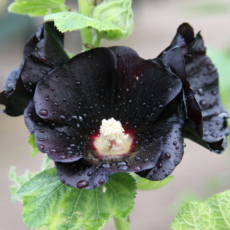 Alcea rosea 'Nigra'