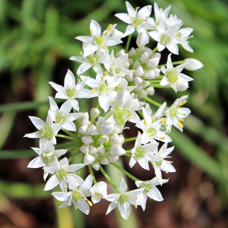 Allium tuberosum