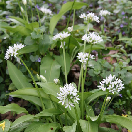 BÃ¤rlauchpflanzen, Allium ursinum