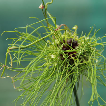 Allium 'Hair'Â®