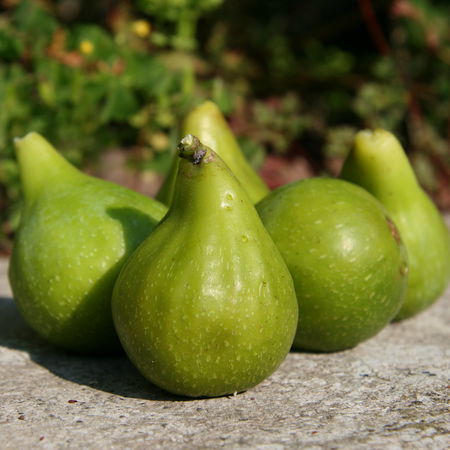 Feigenbaum GustisÂ® Amatrice Casale