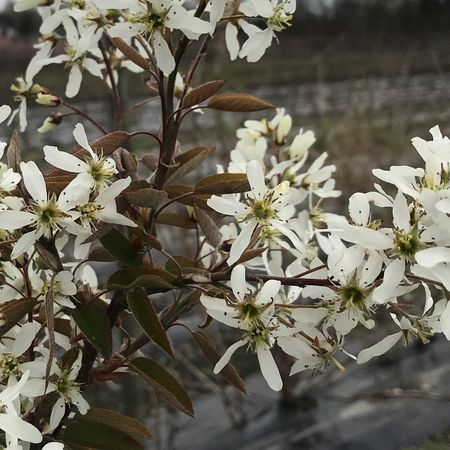 Kupfer-Felsenbirne