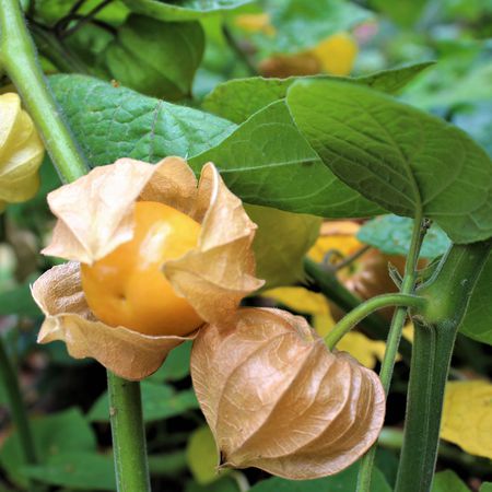 Andenbeere '(Big) Little Buddha'