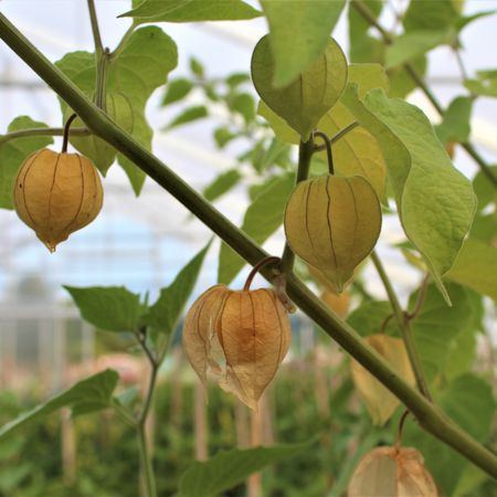 Andenbeere 'Peters Beste'