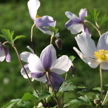 Anemone Hybride 'Wild Swan' -S-