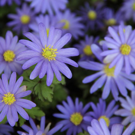 Strahlenanemone 'Blue Shades'