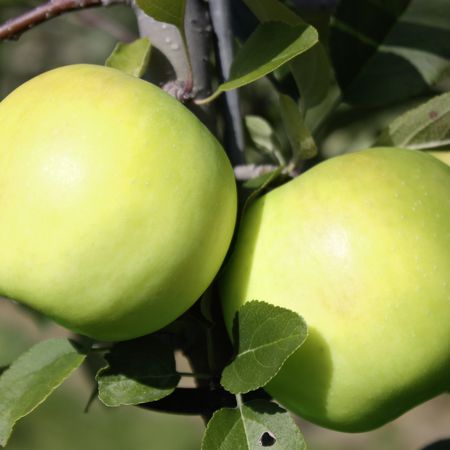 Apfel BiondaÂ® Bella