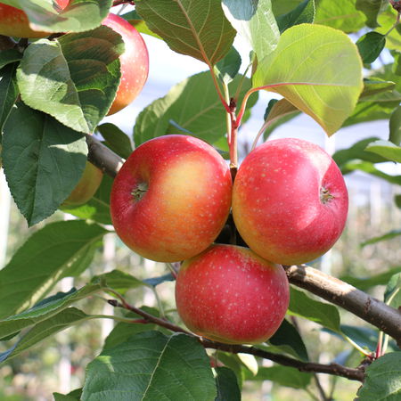 Apfel ParadisÂ® Der verbotene Apfel